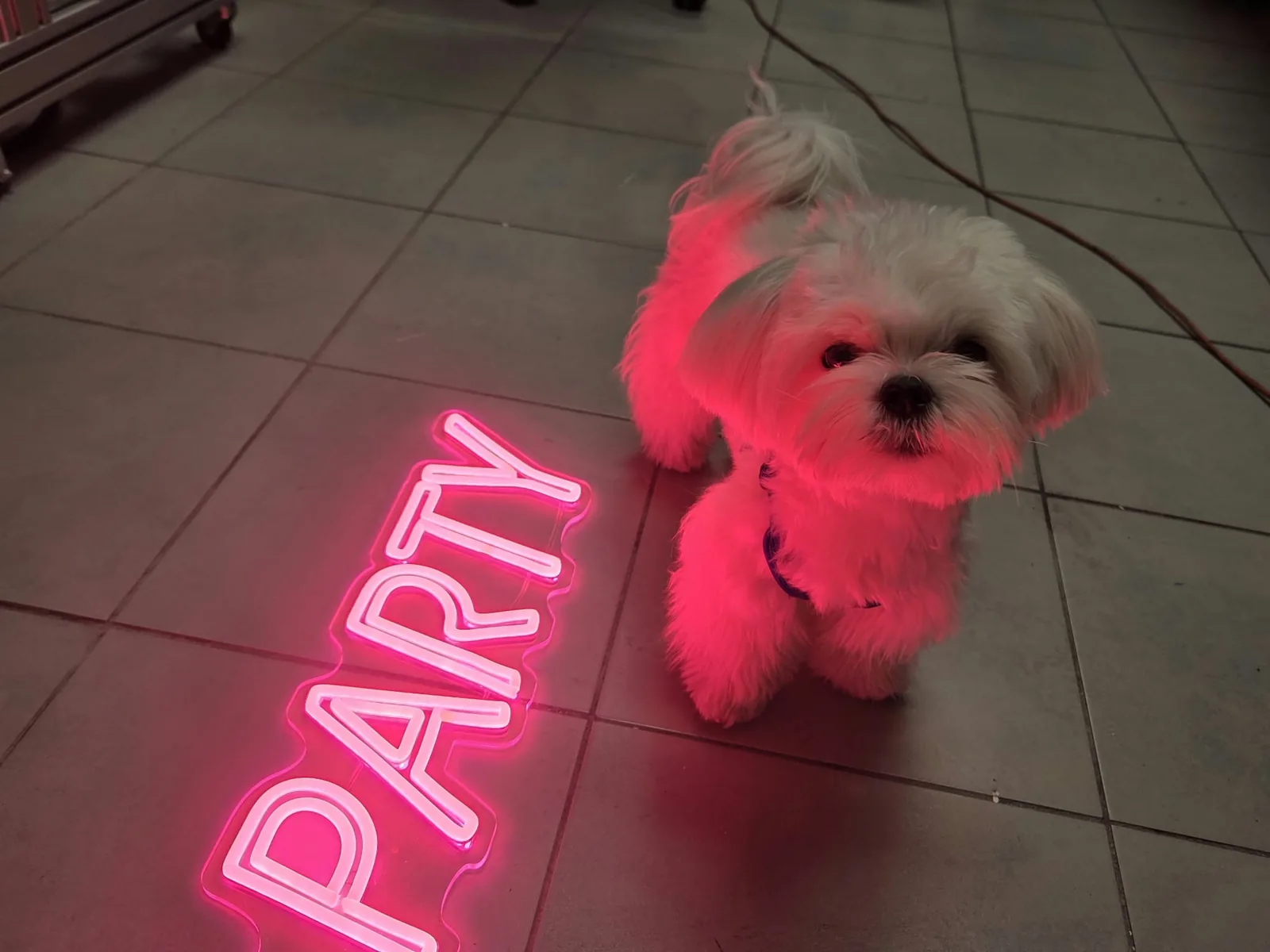 Różowy neon LED „PARTY” na podłodze pracowni, a obok mały biały piesek podświetlony jego światłem